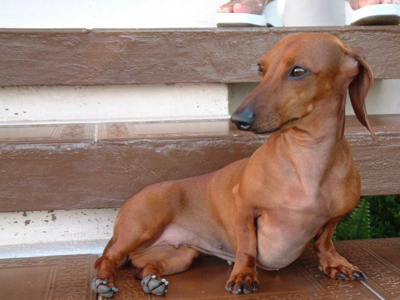 Cachorro 9.jpg